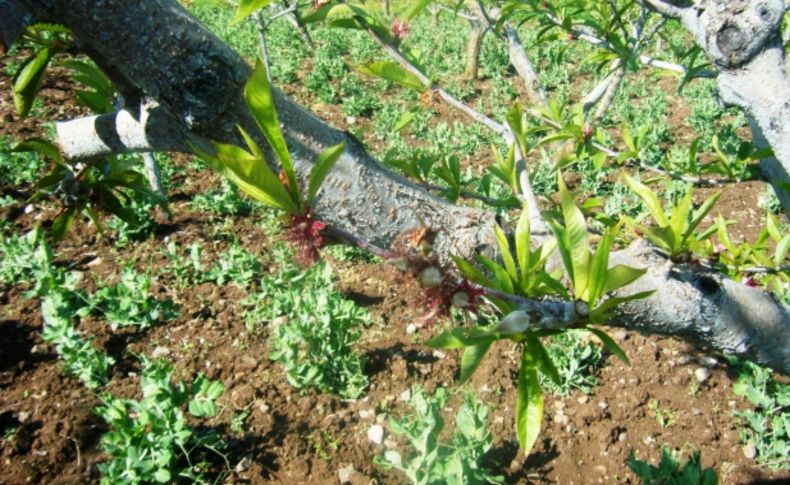 Şeftalilerde filiz güvesine karşı ilaçlama dönemi uyarısı