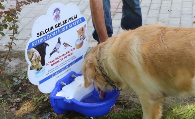 Selçuk Belediyesi 'Can dostları' unutmadı