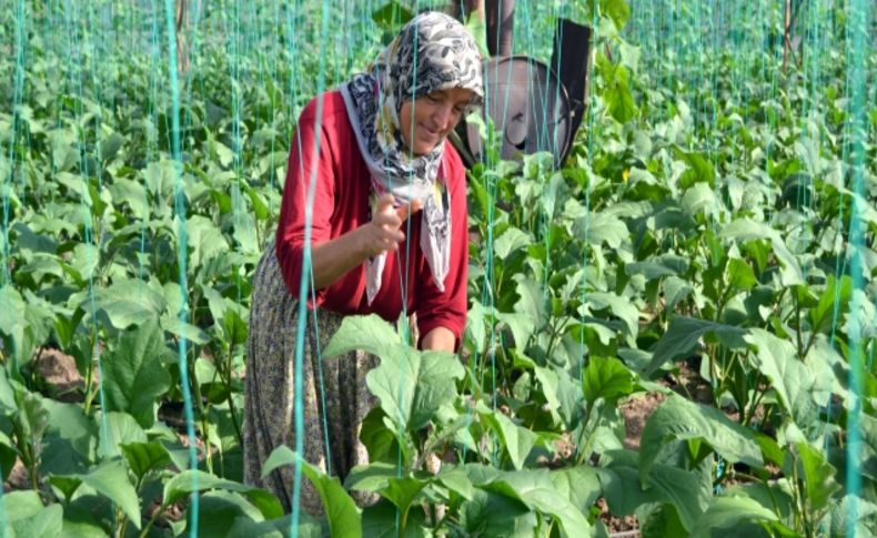 Serada ürün kalmadı, Ramazan öncesi domates tırmanışa geçti