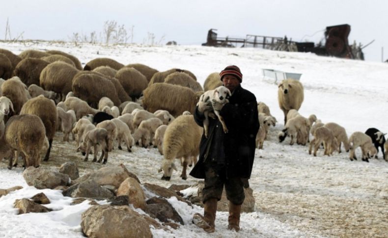 Sertifikalı çobanlık için ilk eğitim Ardahan'da(Özel)