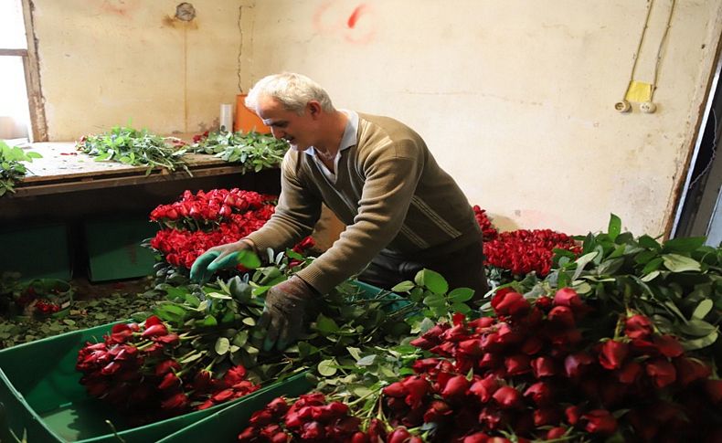 Sevgililerin gülleri Menderes’ten