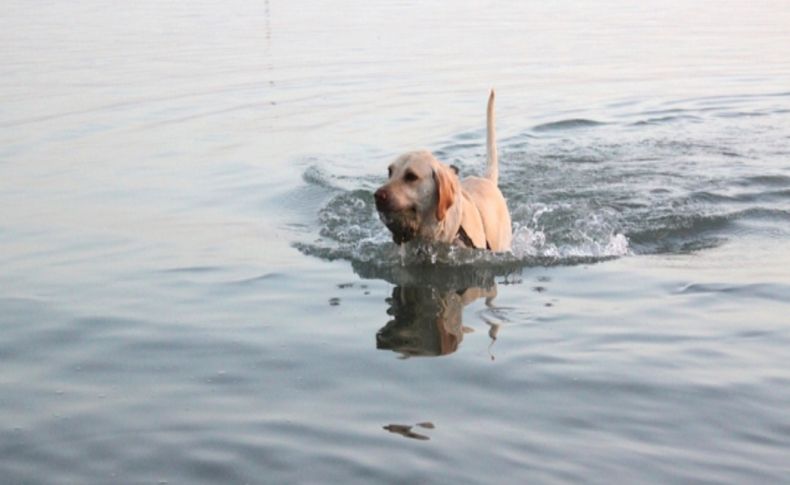 Sıcaktan bunalan köpek denizde serinledi