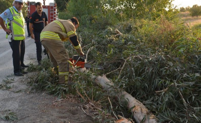 Şiddetli rüzgar İzmir'de ağacı yola devirdi