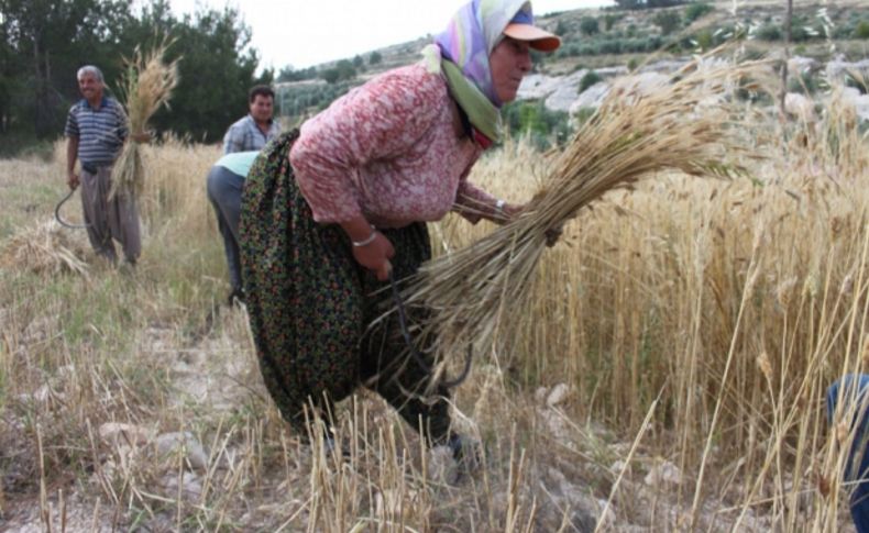 Silifkeli çiftçiler, sarp arazideki ekinlerini orakla biçiyor