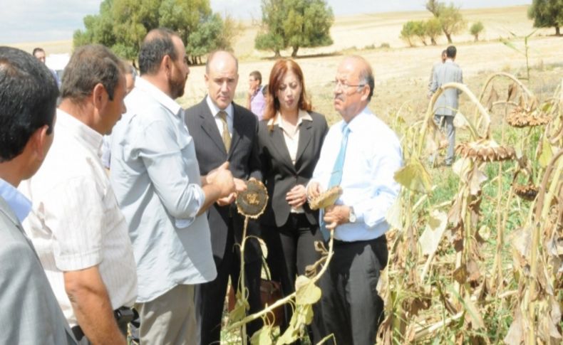 Sivas’ın patates tohumu ihtiyacının yüzde 60'ını Kırıkkale karşılıyor