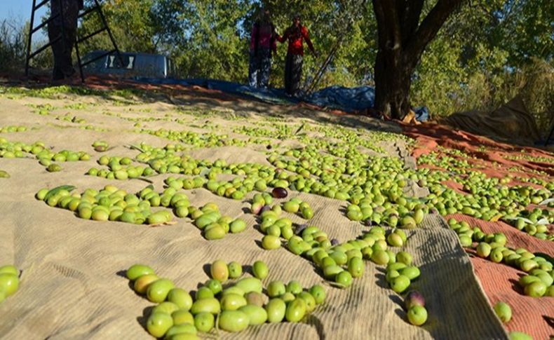 Sofralık zeytin ihracatını rekor ihracat fiyatı da kurtaramadı