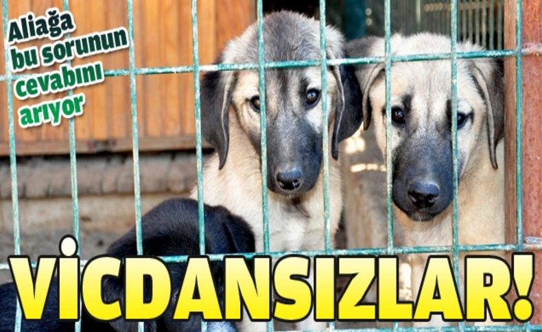 Sokağa şüpheli şekilde köpek bırakanları ihbar edin uyarısı!