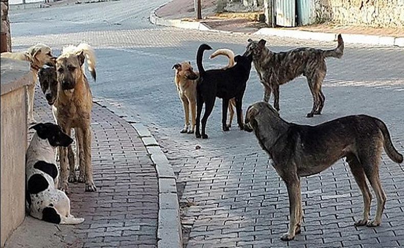 Sokak köpeklerinin saldırdığı 2 liseliden 1’i öldü