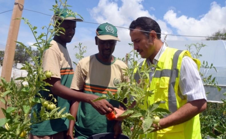 Somali’de ilk kavun ve patlıcanlar yetişmeye başladı