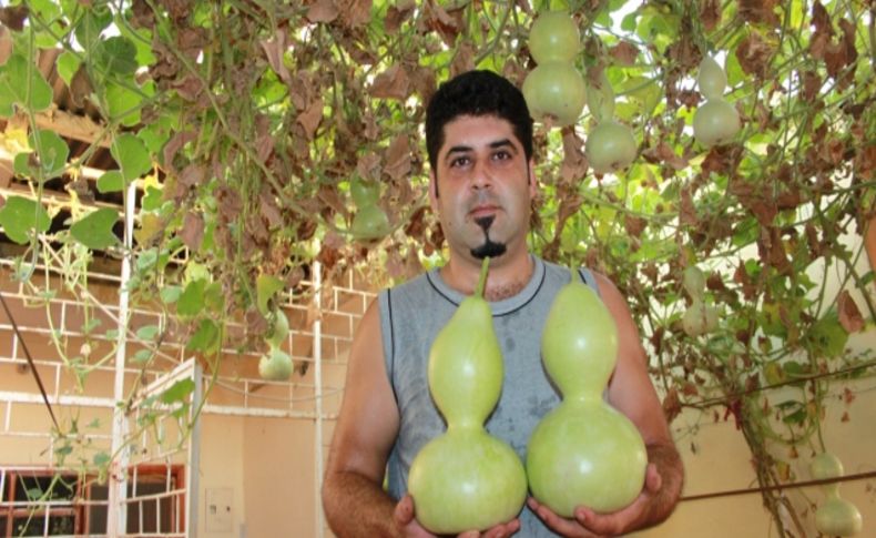 Süs eşyası olarak kullanılan su kabakları geçim kaynağı oldu