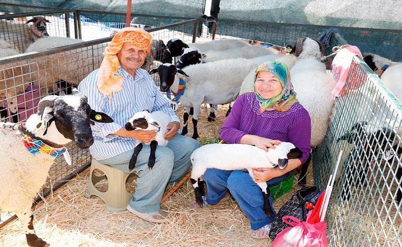 Çeşme'nin 'Sakız' güzelleri yarışacak