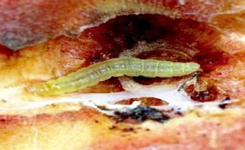 Tarım İl Müdürlüğü yetkilileri şeftali için 'iç kurdu' uyarısı yaptı