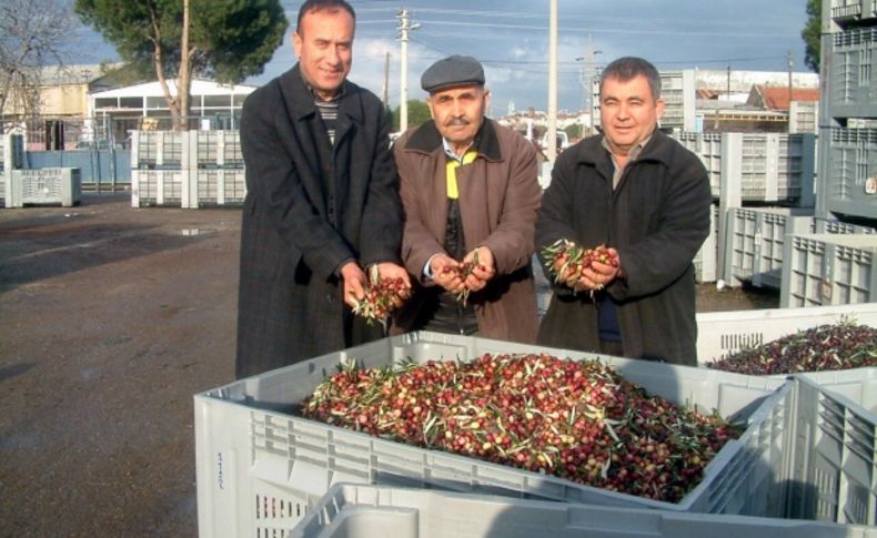 Tariş'in zeytinyağı fiyatına üreticiden tepki