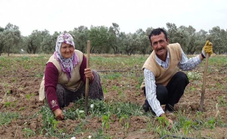 Tarlada ikinci hayat