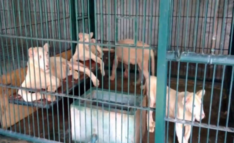 Tayland polisi, bir eve baskında 14 aslan ele geçirdi