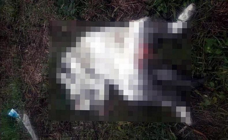 Tecavüze uğrayıp öldürüldüğü iddia edilen kediye araba çarpmış