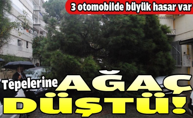 Tepelerine ağaç devrildi