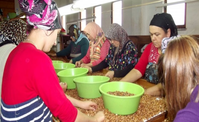 Terme Kaymakam Meral: Fındık fabrikaları kadın istihdamını artırdı