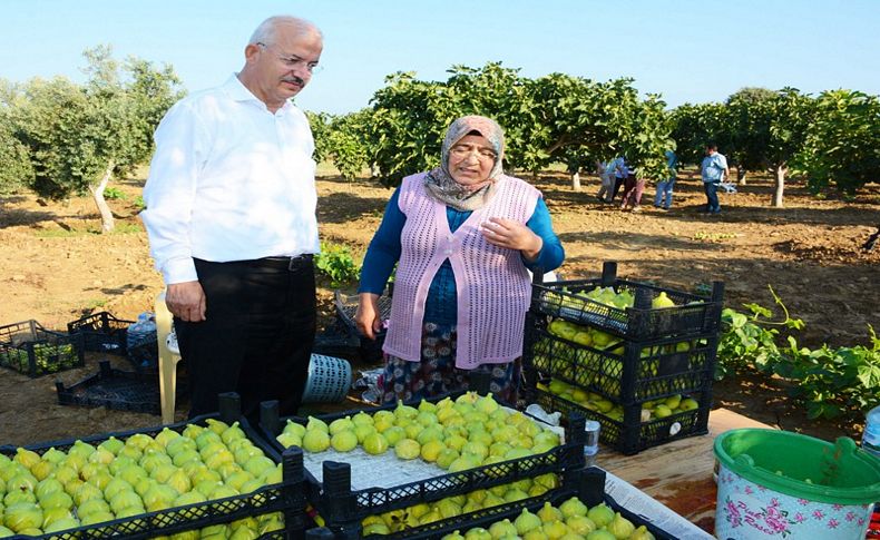 Torbalı'da 'bardacık inciri' hasadına başlandı