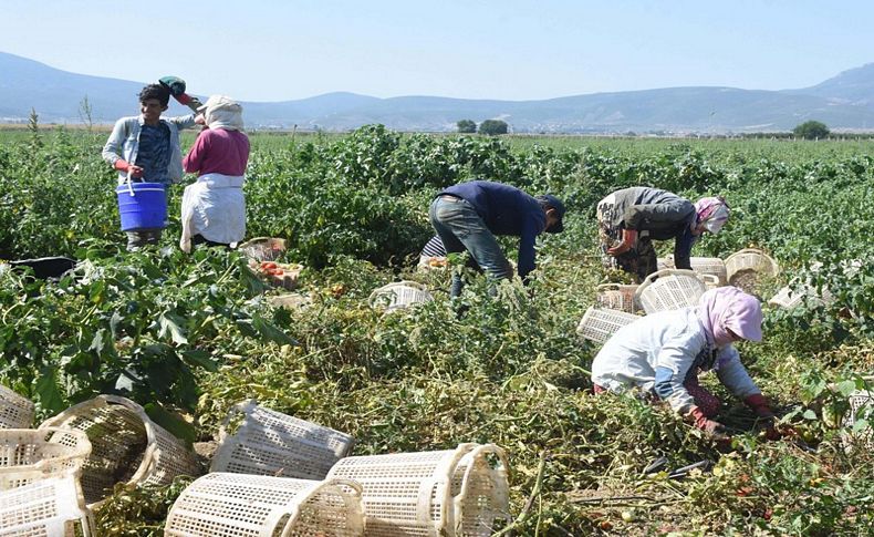 Torbalı'da domates üreticilerinin yüzü gülüyor