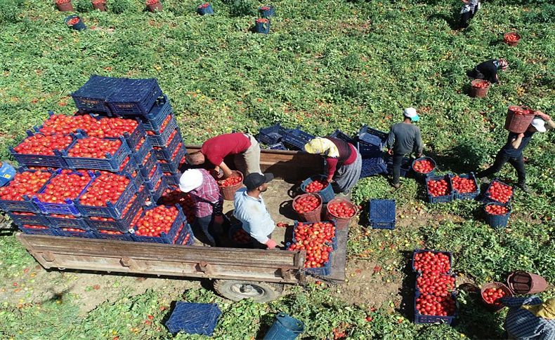 Torbalı Ovası'nda domates hasadı başladı