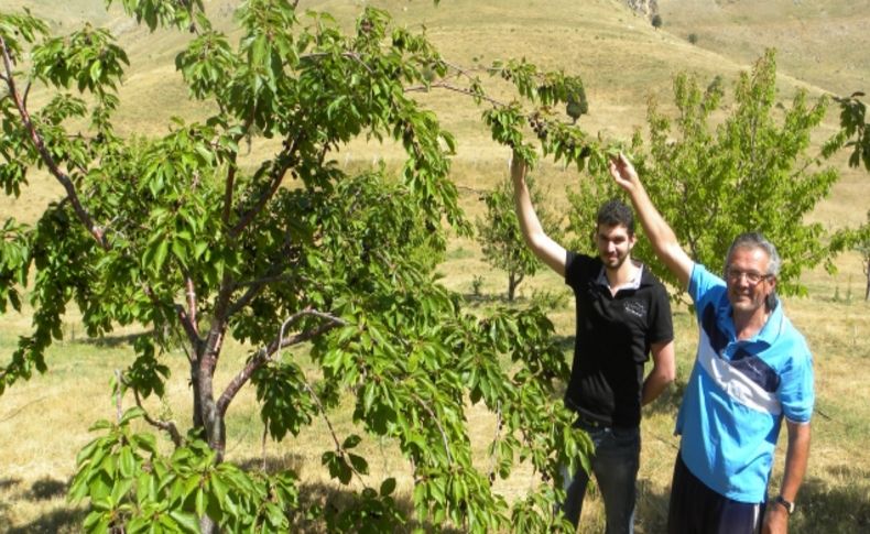 Toroslarda organik kiraz yetiştiriyor