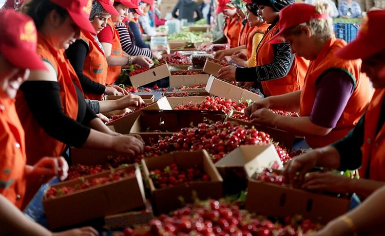 Türk kirazı Çin'e uçmaya hazırlanıyor