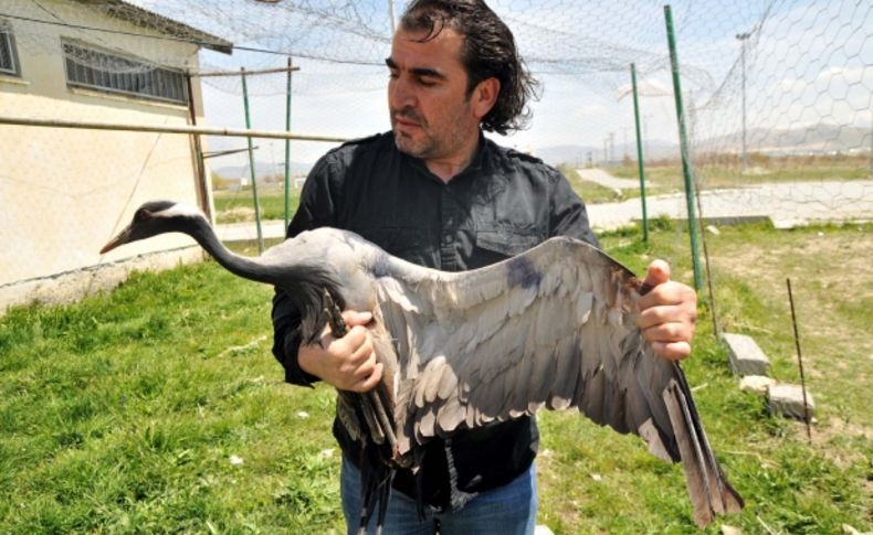 Türkiye'de 11 tane kalan 'telli turna'dan birini avcılar vurdu