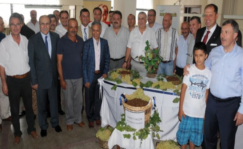Türkiye'nin üzüm ovası Manisa'da yeni sezonun ilk kuru üzümü 110 liradan satıldı