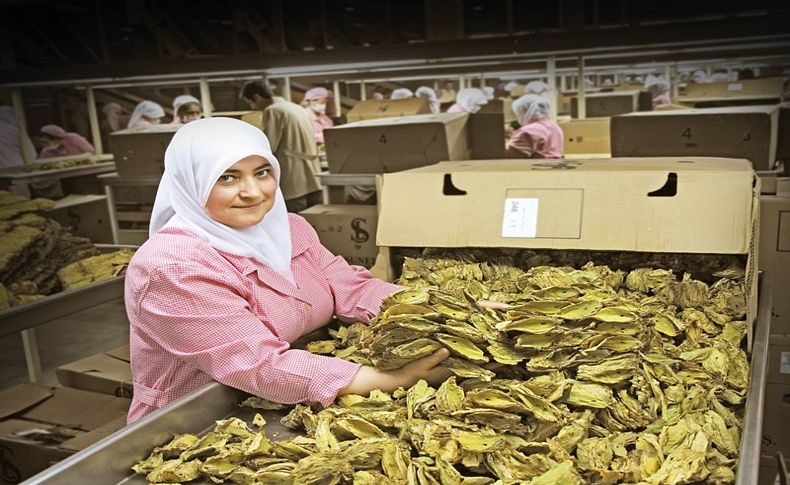 Tütün sektöründe tek tip paket ve kapalı dolap krizi