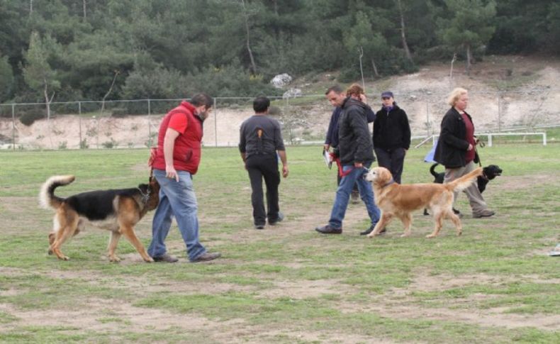 Tüylü dostların 'kurtarma' sınavı