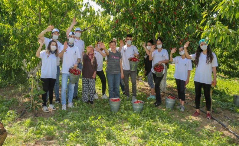 Kemalpaşa’da kiraz hasadı devam ediyor... Üretici de gönüllü de memnun!