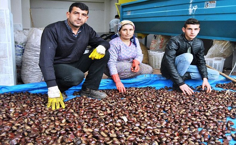 Üreticilerde kestane fiyatları geriledi