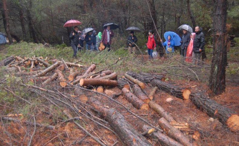 Urla'da RES için ağaç kesimi yargıya taşındı