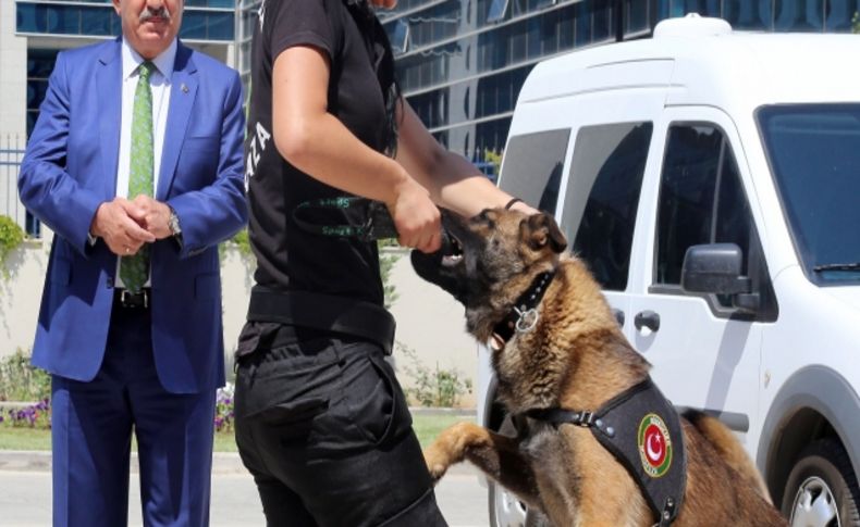 Uyuşturucu kaçakçılarının korkulu rüyası narkotik köpekler sertifikalarını aldı
