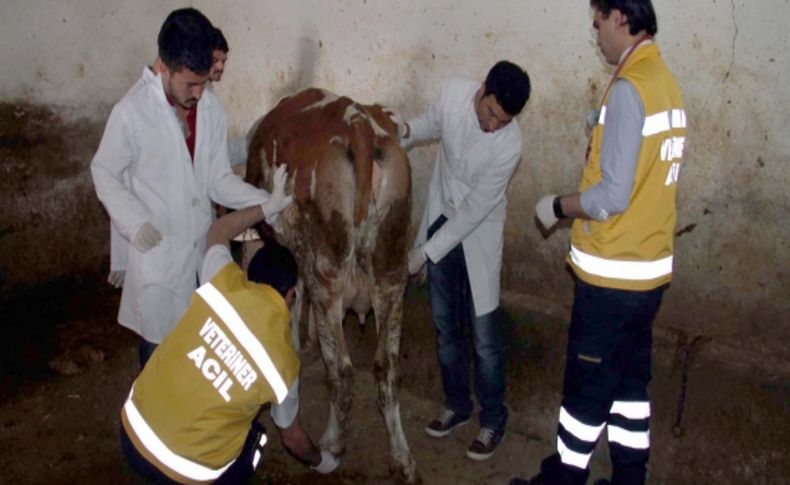 Van'da hayvanlara ilk müdahale ambulansla yapılacak