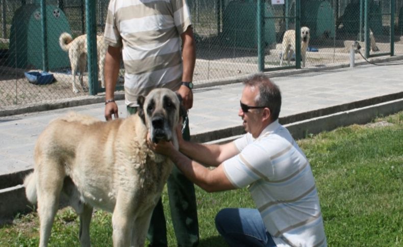 Vatandaşlar, Kangal ve Akbaş için sıra bekliyor