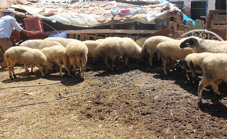 Veba şüphesinin ardından besicilerden çağrı; Yetkililerden yardım talep ediyoruz