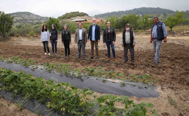 Yamanlar domatesinin dönüş yolculuğu başladı!