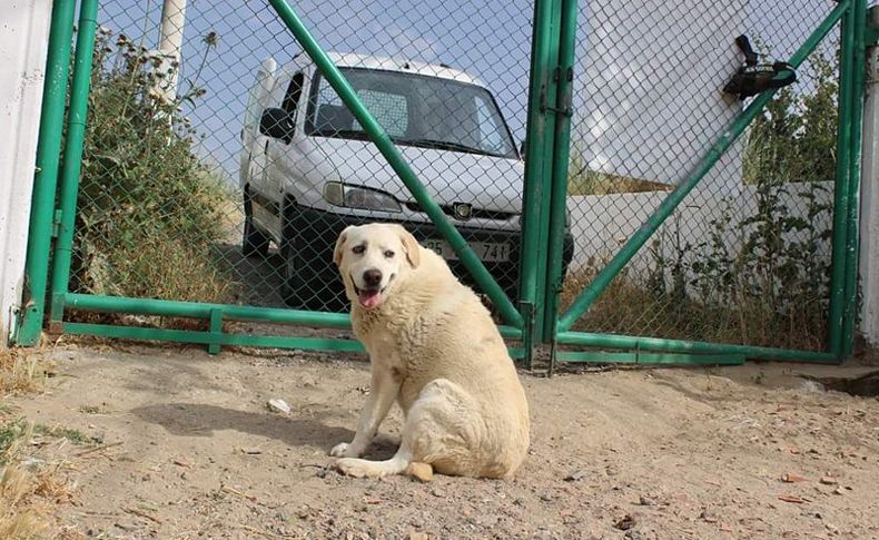 Yaşlı Lima, her gün kendisini terk eden sahibini bekliyor