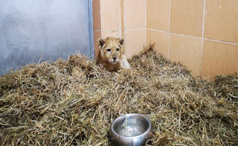 İzmir'de bir çiftlikte aslan yavrusu bulundu