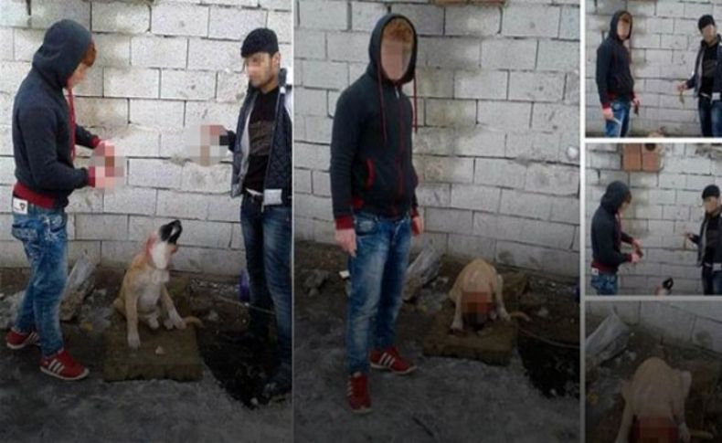 Yavru köpeğin kulağını kesip videoya çektiler!