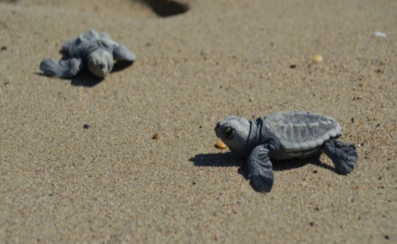 Yavru Caretta Carettaların zorlu yolculuğu başladı