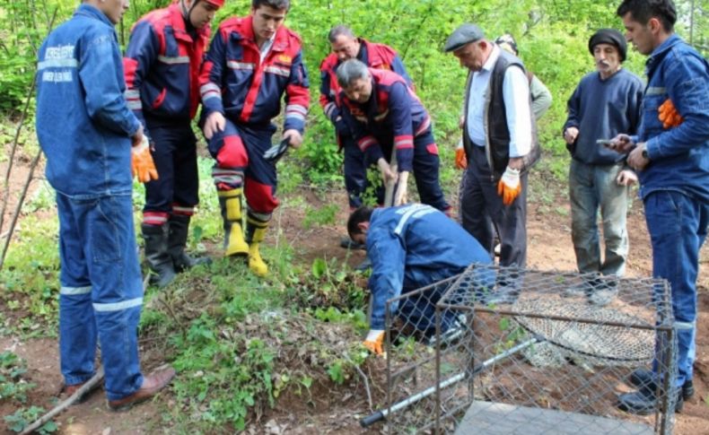 Yavru domuzları kurtarma operasyonu