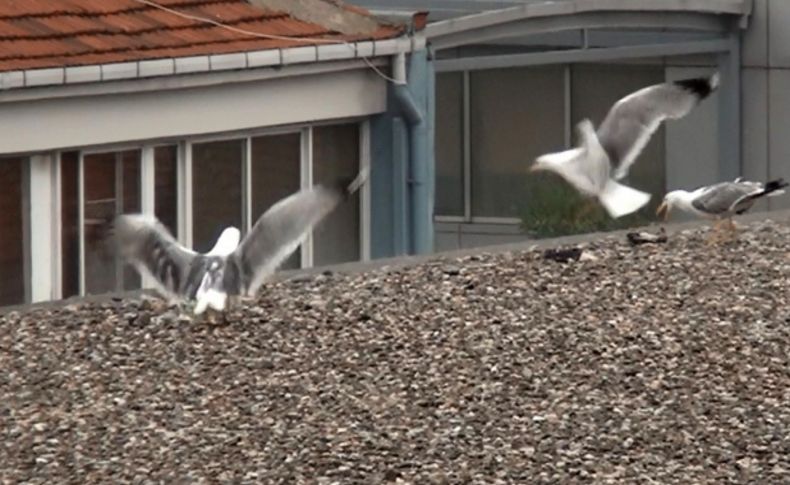 Yavrusunu sele kaptıran martının çırpınması yürek dağladı