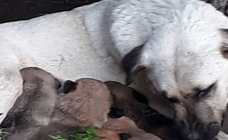 Yine hayvan katliamı: 4 köpek ve 3 kedi öldü