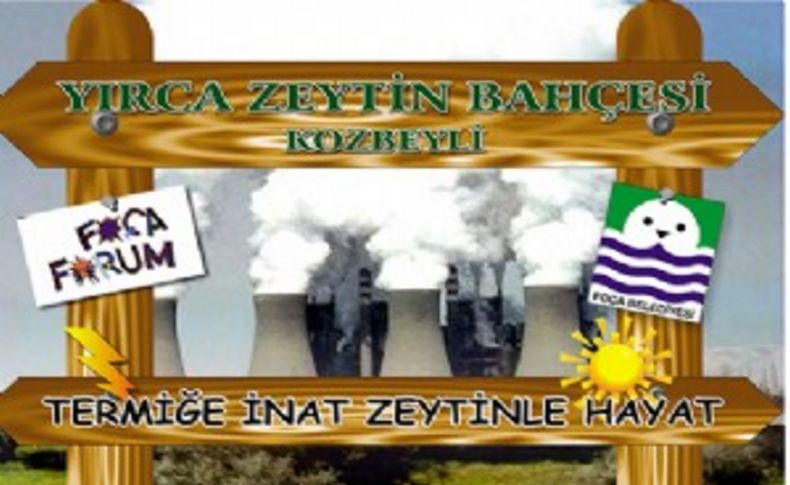 Foça Yırca'ya zeytin bahçesinde