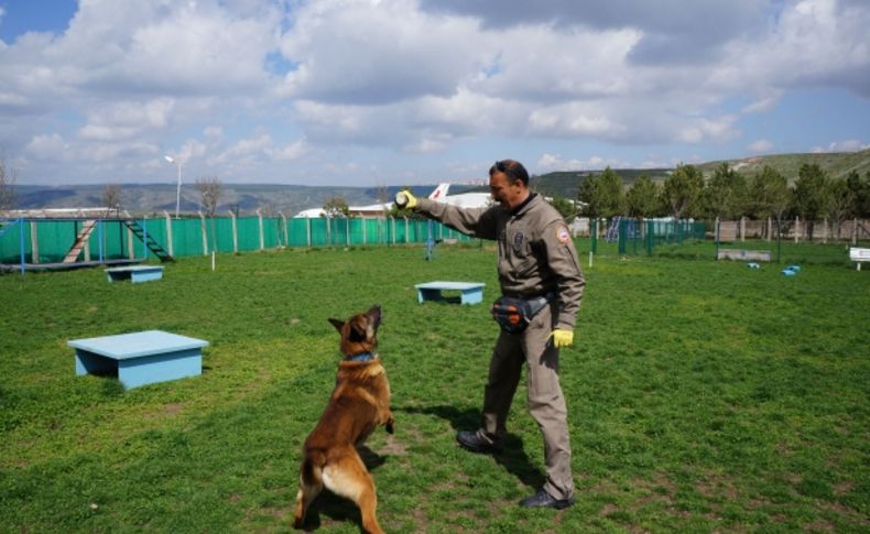 Yoğun mesai yapan polis köpeklerine psikolojik destek veriliyor (Özel)