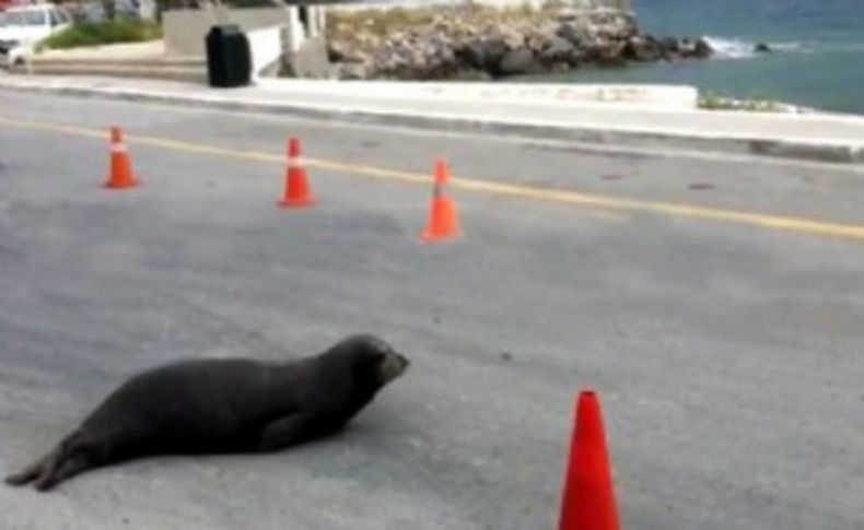 Bodrum'da yol ortasındaki fok şaşkınlık yarattı