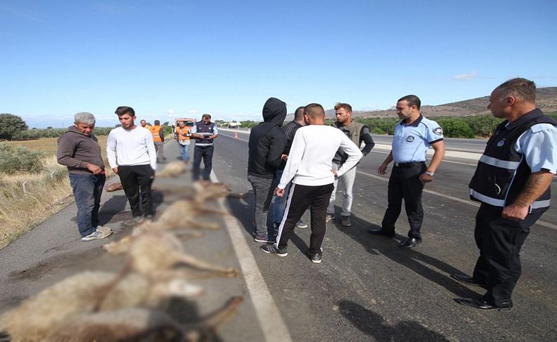 Yolcu otobüsü sürüye çarptı, çoğu gebe 65 koyun telef oldu